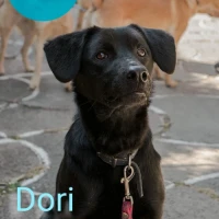 Adopta a Dory