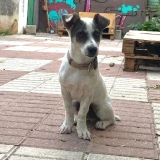 Adopta a Bolo