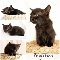 Adopta a Pegatina