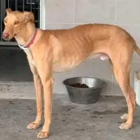 Adopta a Darius