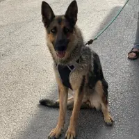 Adopta a Bandolera