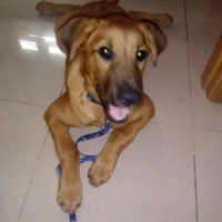 Adopta a Osiris