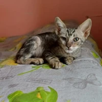 Adopta a Melón