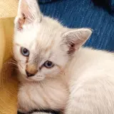 Adopta a Duque