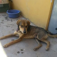 Adopta a Bongo