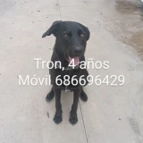 Adopta a Tron