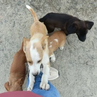 Adopta a Cachorros Bodeguero