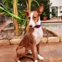 Adopta a Zero