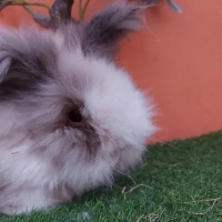 Adopta a Tomasito (Bloque C)