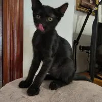 Adopta a Sombra.