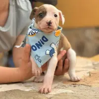 Adopta a Níger