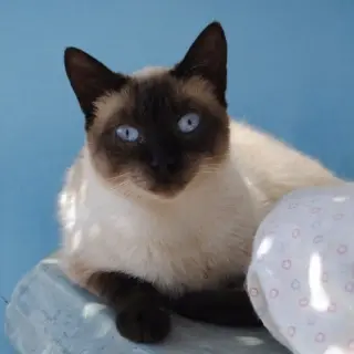 Linda