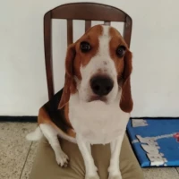 Adopta a Kobe (Beagle)