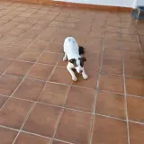 Adopta a Niebla