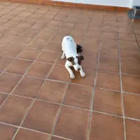 Adopta a Niebla
