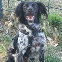 Adopta a Bala