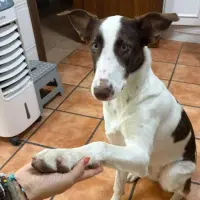 Adopta a Rafa, Tlf (Whatsapp) 645978718