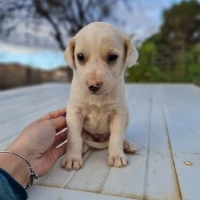 Adopta a Fonta