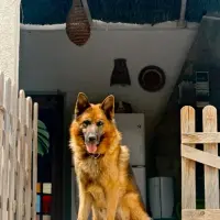 Adopta a Bartomeu