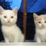 Adopta a Gatitos Preciosos