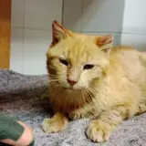 Adopta a Isidoro