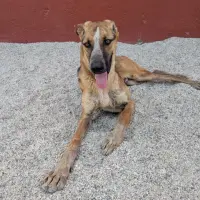Adopta a Cometa