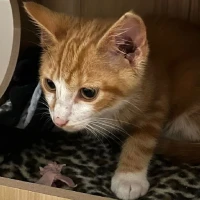 Adopta a Nene