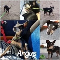 Adopta a Argus