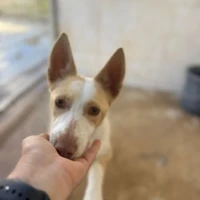 Adopta a Piña-- Preciosa Perrita, 645978718