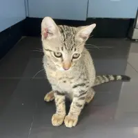 Adopta a Marco
