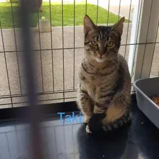 Taki