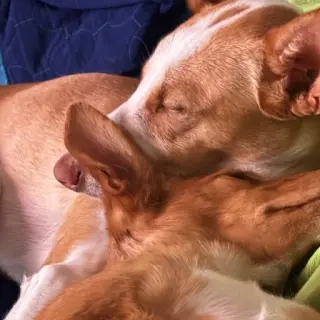 Chupete Y Madalena