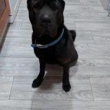 Adopta a Drako