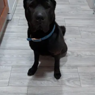 Drako
