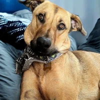 Adopta a Wunjo
