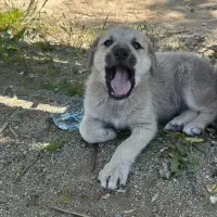 Adopta a Buddy