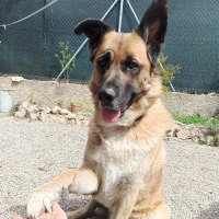 Adopta a Siro (Sirope)