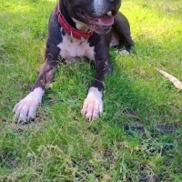 Adopta a Nero