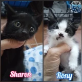 Adopta a Sharon Y Rony