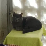 Adopta a Bíbi