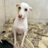 Adopta a Serena, Perrita Tamaño Pequeño En Adopción