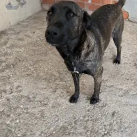 Adopta a Tara