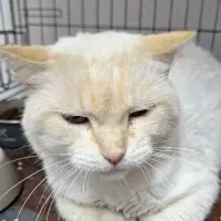 Adopta a Mozart