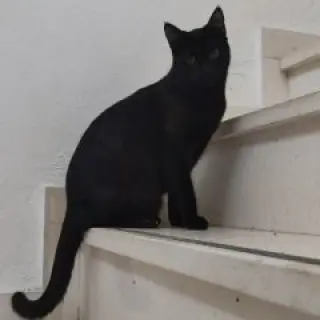 Parker