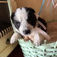 Adopta a Gala