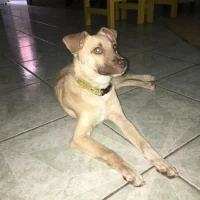 Adopta a Timón