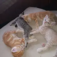 Adopta a ?