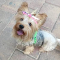 Adopta a Chanel