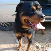 Adopta a Maiden