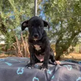 Adopta a Atom